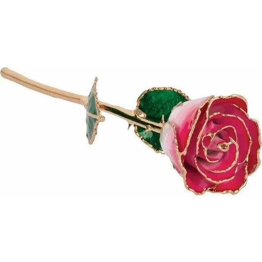 Real Semi Opened Lacquered Cream Red Colored Rose with 24k Gold Trim