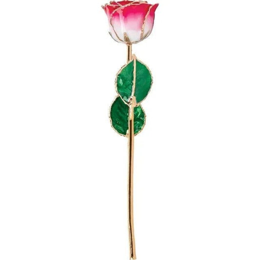 Real Semi Opened Lacquered Cream Red Colored Rose with 24k Gold Trim