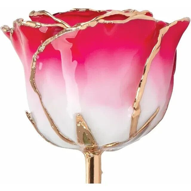 Real Semi Opened Lacquered Cream Red Colored Rose with 24k Gold Trim