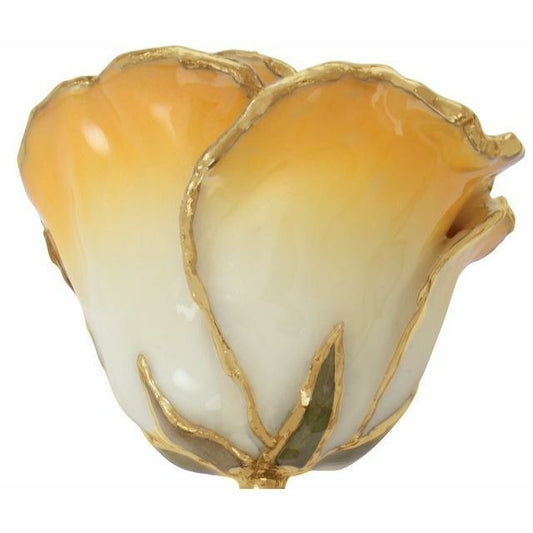 Real Semi Opened Lacquered Cream Yellow Rose with 24k Gold Trim